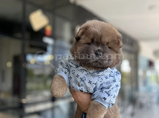Yüksek Kali̇te Chow Chow Yavru görsel