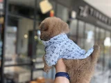Yüksek Kali̇te Chow Chow Yavru