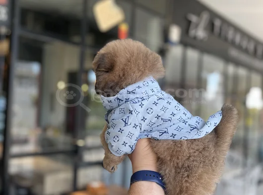 Yüksek Kali̇te Chow Chow Yavru görsel