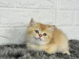 Bri̇ti̇sh Gold Safkan A Kali̇te