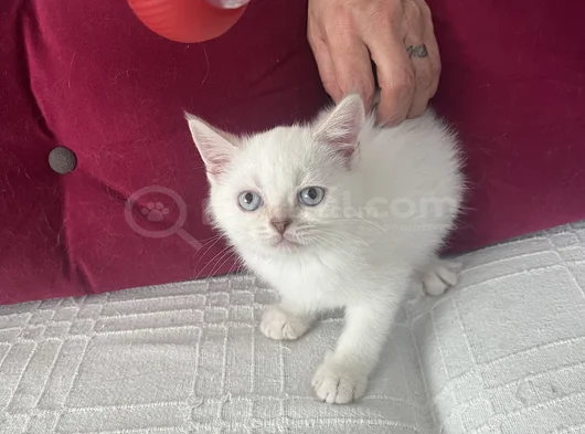 A Kali̇te Bebeler görsel