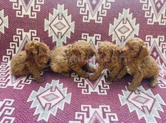 A Kalite Anne Sütüne Doymuş Son 1 Dişi görsel