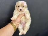 Çeşi̇t Çeşi̇t Malti̇poo Bebekleri̇mi̇z