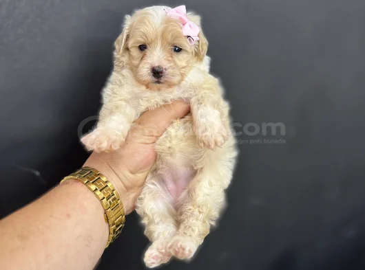 Çeşi̇t Çeşi̇t Malti̇poo Bebekleri̇mi̇z