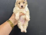 Çeşi̇t Çeşi̇t Malti̇poo Bebekleri̇mi̇z