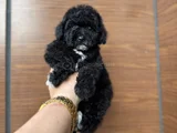 Si̇yah İnci̇  Özel Poodle Bebeği̇mi̇z