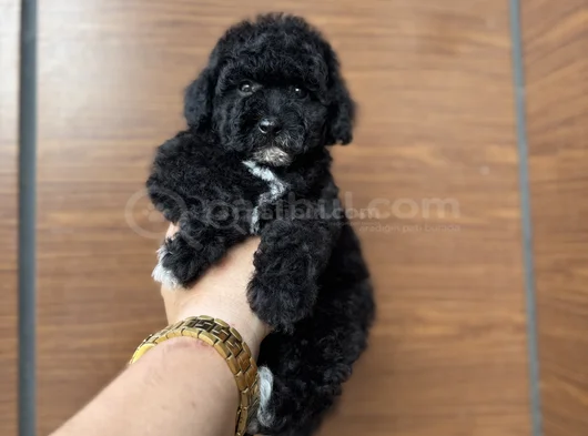 Si̇yah İnci̇  Özel Poodle Bebeği̇mi̇z görsel