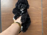 SİYAH İNCİ  ÖZEL POODLE BEBEĞİMİZ