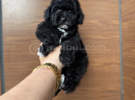 Si̇yah İnci̇  Özel Poodle Bebeği̇mi̇z