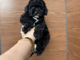 Si̇yah İnci̇  Özel Poodle Bebeği̇mi̇z