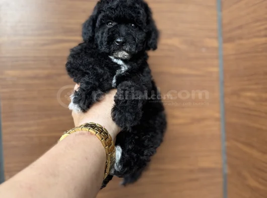 Si̇yah İnci̇  Özel Poodle Bebeği̇mi̇z görsel