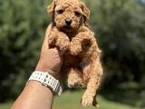 Sevi̇mli̇ Aşili Poodle Bebeği̇mi̇z