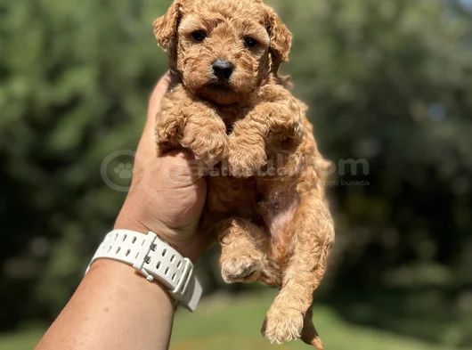 Sevi̇mli̇ Aşili Poodle Bebeği̇mi̇z görsel
