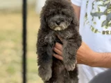 SİLVER ÖZEL RENK Poodle Bebeğimiz