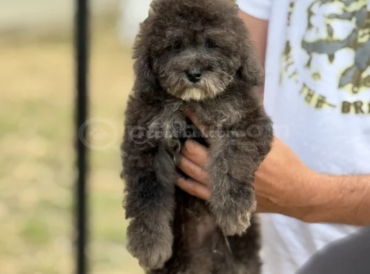 Si̇lver Özel Renk Poodle Bebeğimiz