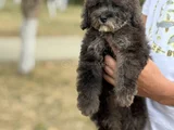 Si̇lver Özel Renk Poodle Bebeğimiz