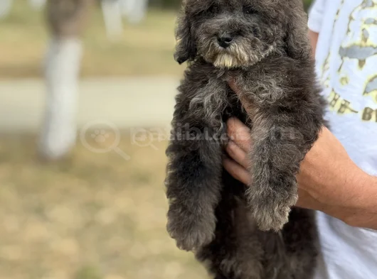 Si̇lver Özel Renk Poodle Bebeğimiz görsel