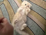 2   Aylık Britishlonghair Yavrularım Yuva Arıyor