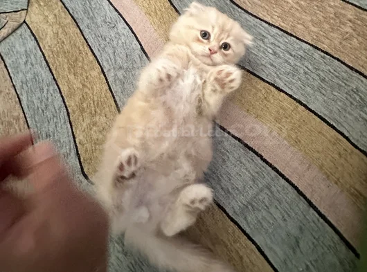 2   Aylık Britishlonghair Yavrularım Yuva Arıyor görsel