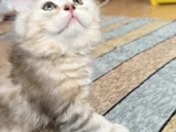 2   Aylık Britishlonghair Yavrularım Yuva Arıyor