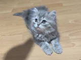 2   Aylık Britishlonghair Yavrularım Yuva Arıyor