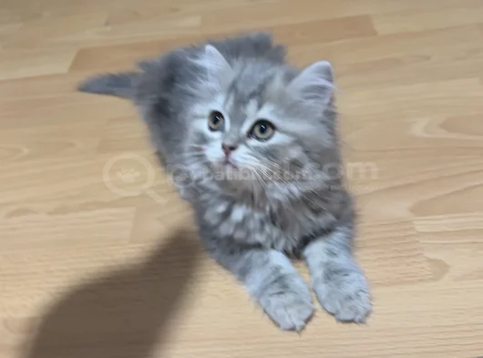 2   Aylık Britishlonghair Yavrularım Yuva Arıyor görsel