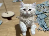 2   Aylık Britishlonghair Yavrularım Yuva Arıyor