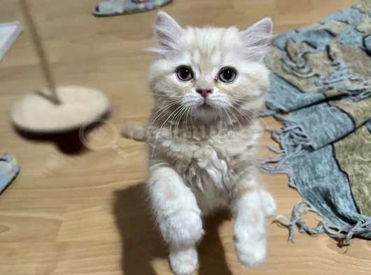 2   Aylık Britishlonghair Yavrularım Yuva Arıyor görsel