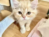 2   Aylık Britishlonghair yavrularım yuva arıyor