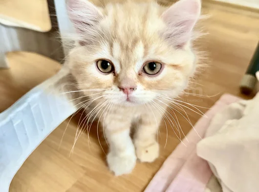 2   Aylık Britishlonghair Yavrularım Yuva Arıyor