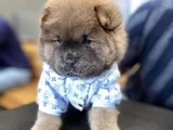 Yüksek Kali̇te Chow Chow Yavru