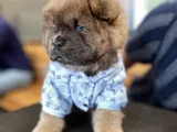YÜKSEK KALİTE CHOW CHOW YAVRU