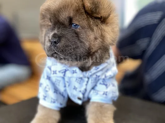 Yüksek Kali̇te Chow Chow Yavru