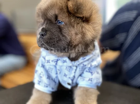 Yüksek Kali̇te Chow Chow Yavru görsel