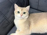 Heyecan Dolu British Shorthair Blue Gold Ve Point Yavrular
