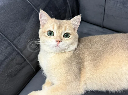 Heyecan Dolu British Shorthair Blue Gold Ve Point Yavrular
