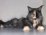 3 Yaşında Dişi Mainecoon