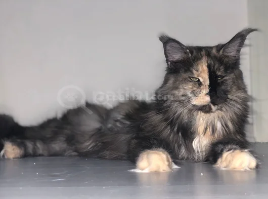 3 Yaşında Dişi Mainecoon görsel