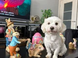 5 Yaşında Maltese Terrier İçin Eş Aranıyor