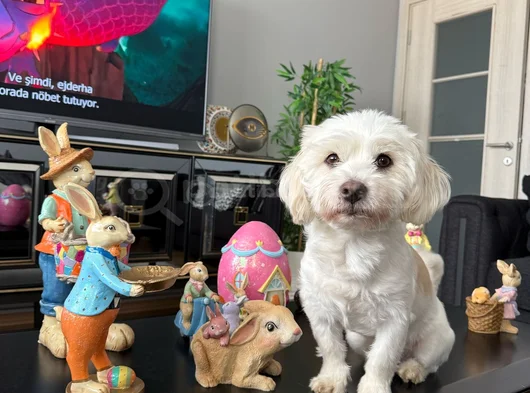 5 Yaşında Maltese Terrier İçin Eş Aranıyor