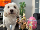 5 Yaşında Maltese Terrier İçin Eş Aranıyor