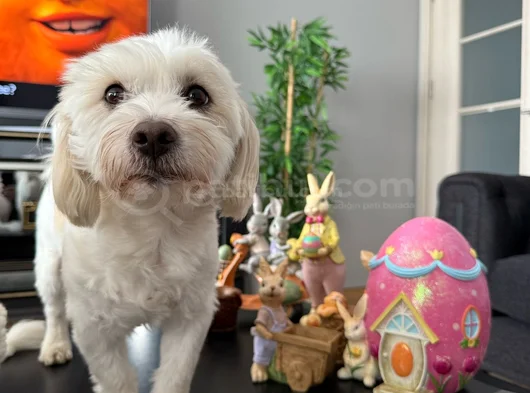 5 Yaşında Maltese Terrier İçin Eş Aranıyor görsel