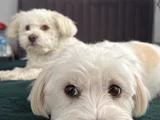 5 Yaşında Maltese Terrier İçin Eş Aranıyor