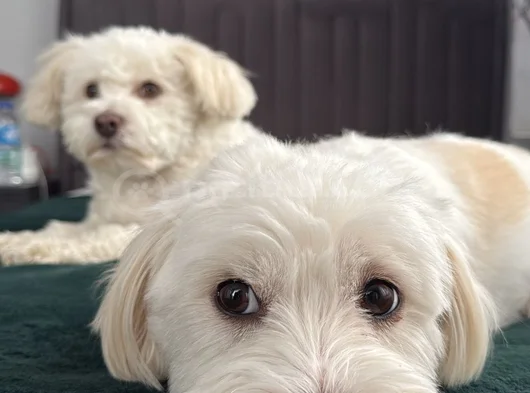 5 Yaşında Maltese Terrier İçin Eş Aranıyor görsel