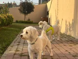 5 Yaşında Maltese Terrier İçin Eş Aranıyor