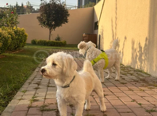 5 Yaşında Maltese Terrier İçin Eş Aranıyor görsel