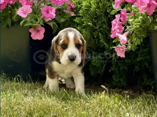 Elizabet Beagle Yavrular Irk Garantili