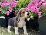 Elizabet Beagle Yavrular Irk Garantili