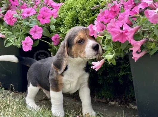Elizabet Beagle Yavrular Irk Garantili görsel