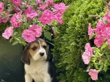 Elizabet Beagle Yavrular Irk Garantili